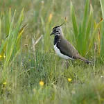 Meadow 別荘 ベルマレット