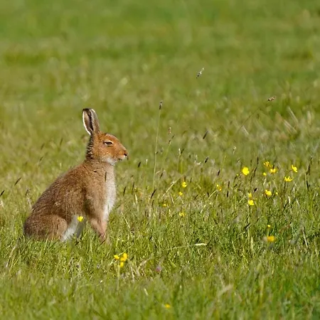 Meadow Belmullet