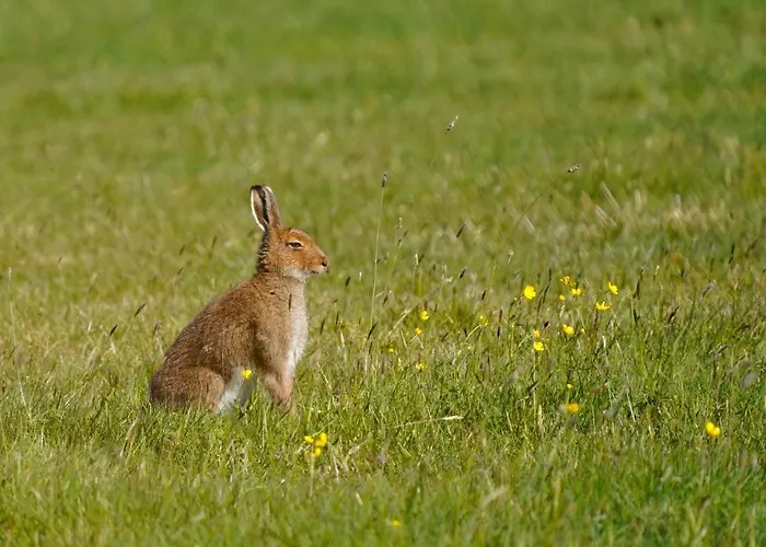 Meadow Belmullet