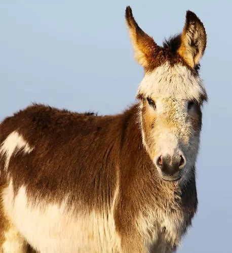 Semesterbostad Meadow *