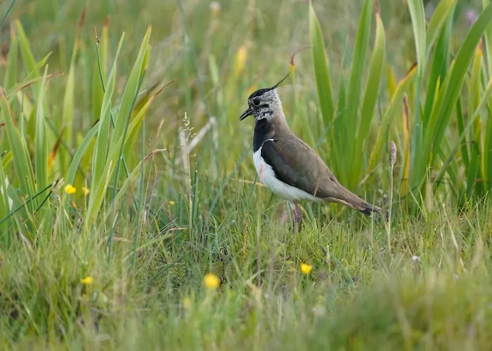 Meadow Holiday home Belmullet